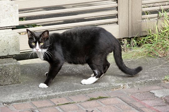 太田区のねこ