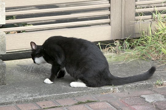太田区のねこ