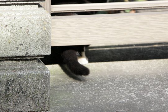 太田区のねこ