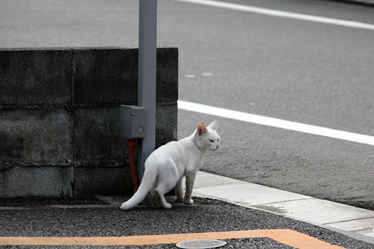 太田区のねこ