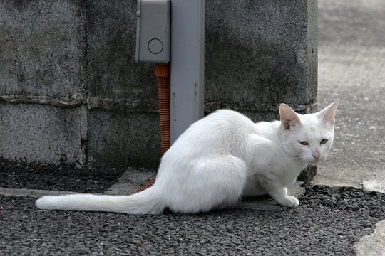 太田区のねこ