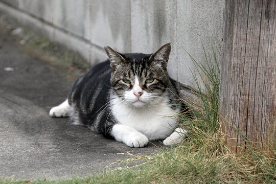 太田区のねこ
