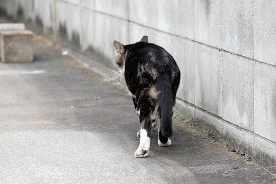 太田区のねこ
