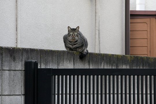 太田区のねこ