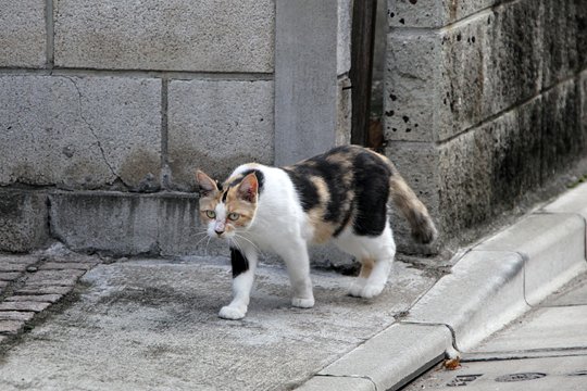 太田区のねこ