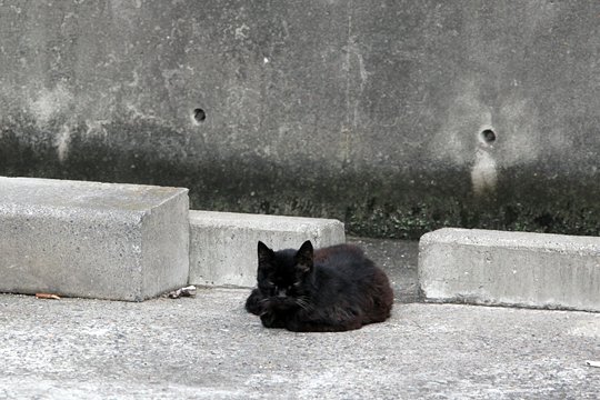 太田区のねこ