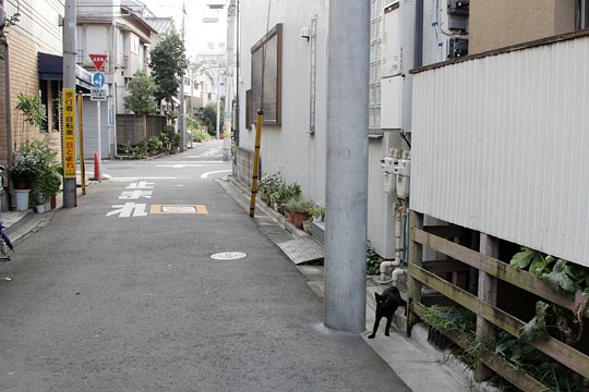 太田区のねこ