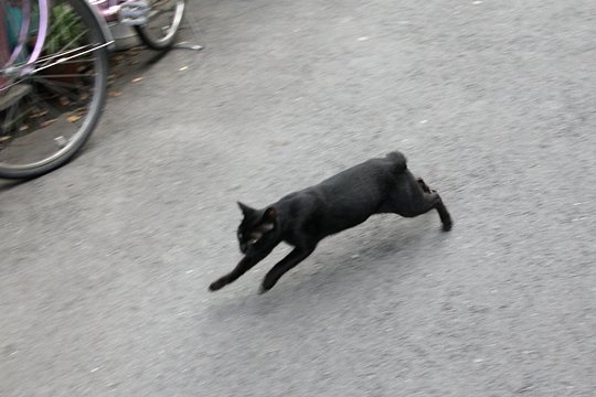 太田区のねこ