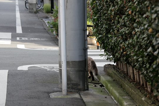 太田区のねこ