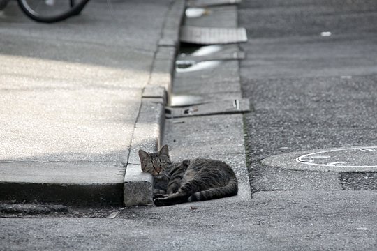 太田区のねこ