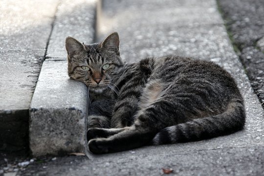 太田区のねこ