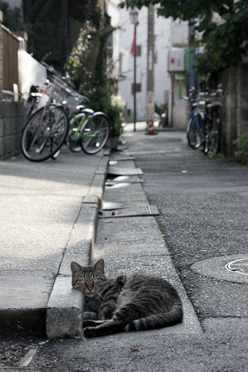 太田区のねこ