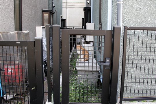 太田区のねこ