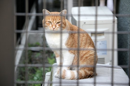 太田区のねこ