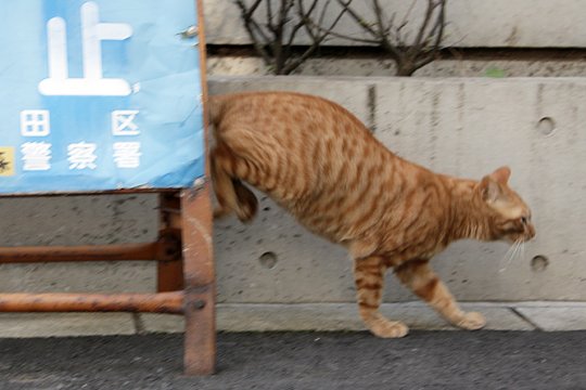 太田区のねこ