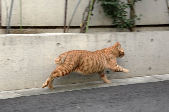 太田区のねこ