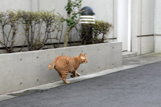 太田区のねこ