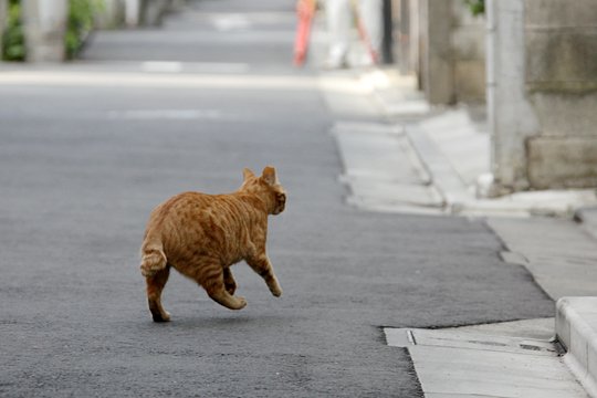 太田区のねこ