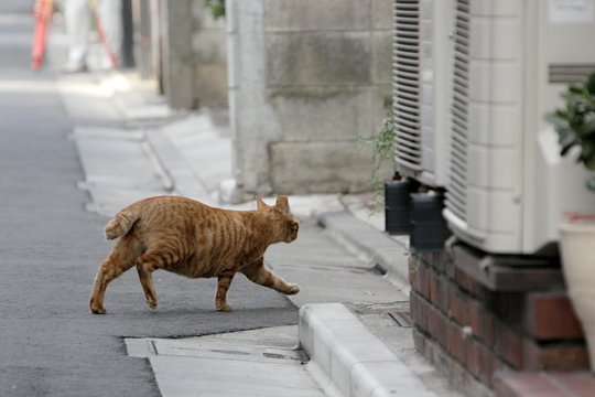 太田区のねこ