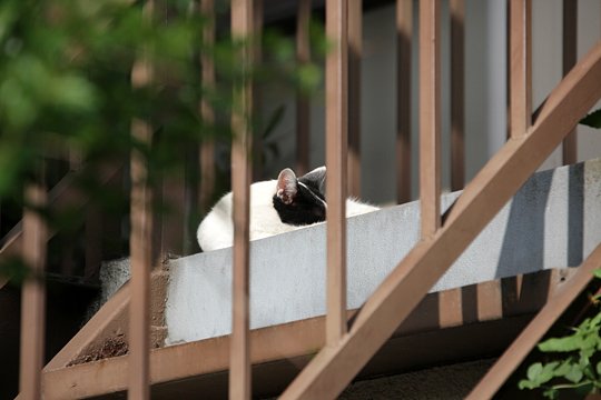 太田区のねこ