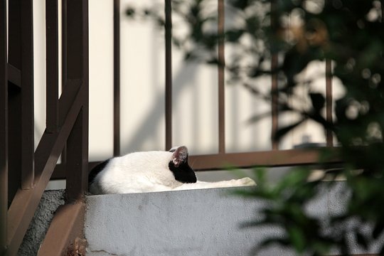 太田区のねこ