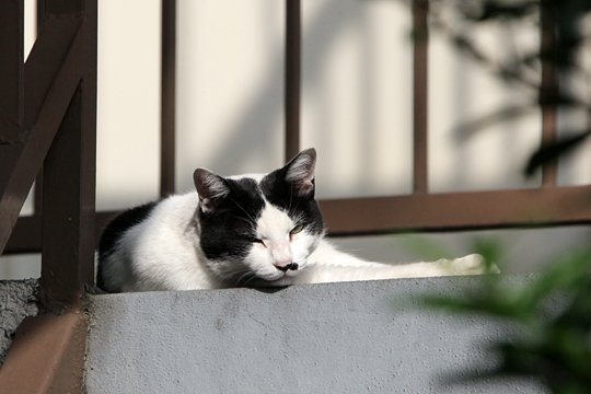 太田区のねこ