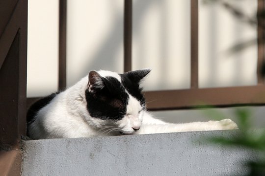 太田区のねこ