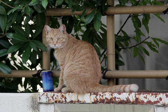 太田区のねこ