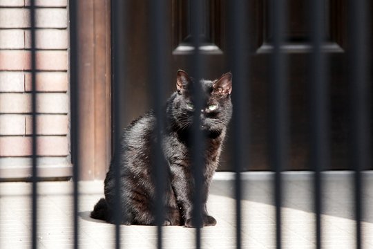 太田区のねこ