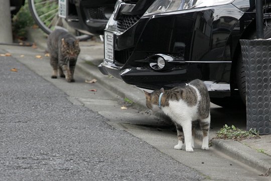 太田区のねこ