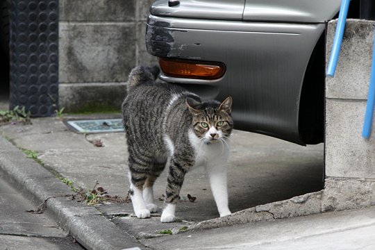 太田区のねこ
