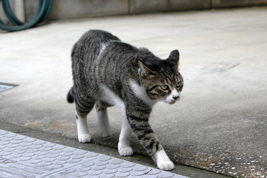 太田区のねこ