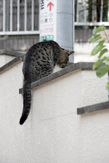 太田区のねこ