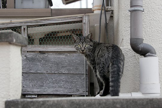 太田区のねこ
