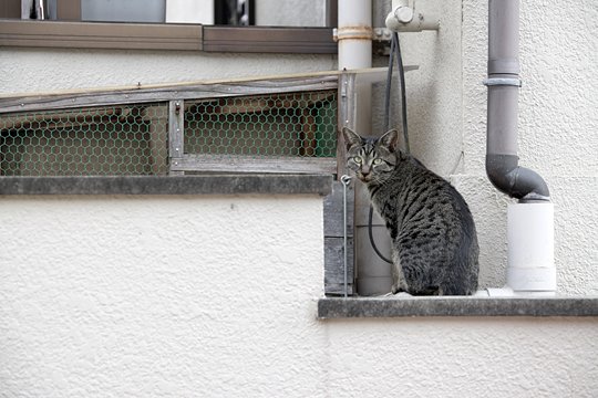太田区のねこ