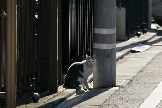 太田区のねこ