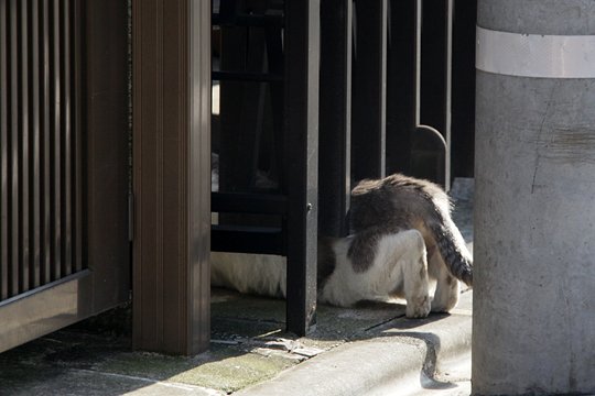 太田区のねこ