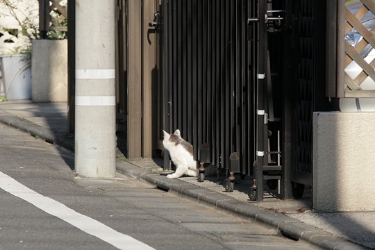 太田区のねこ