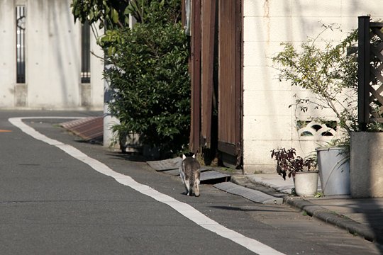 太田区のねこ