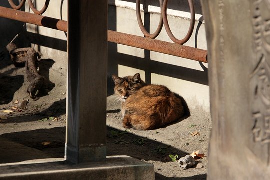 太田区のねこ
