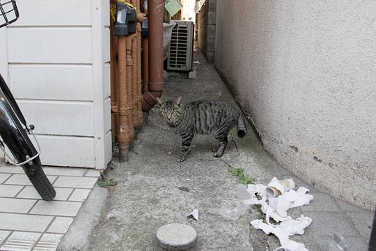 太田区のねこ