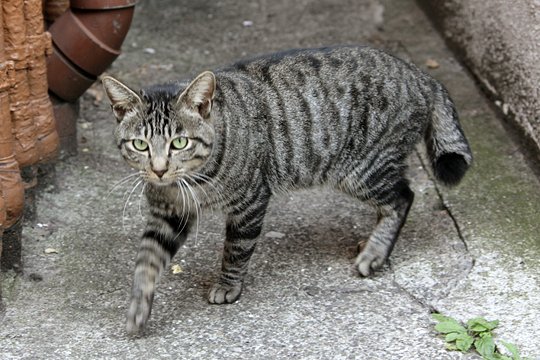 太田区のねこ
