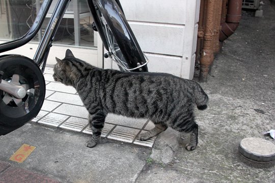 太田区のねこ