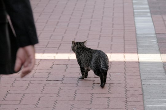 太田区のねこ