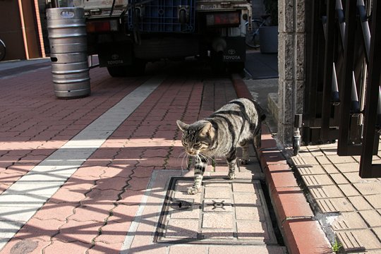 太田区のねこ