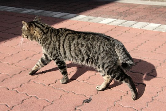 太田区のねこ