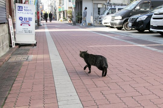 太田区のねこ