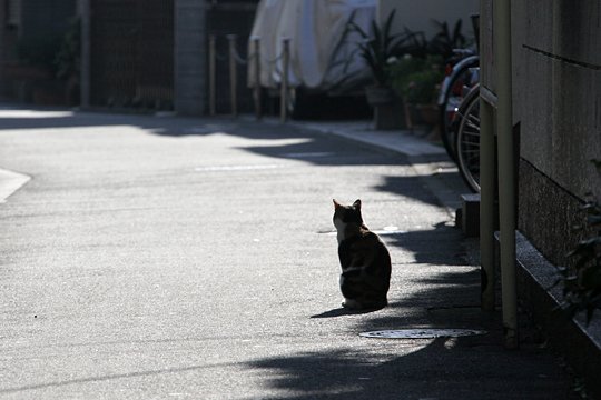 太田区のねこ