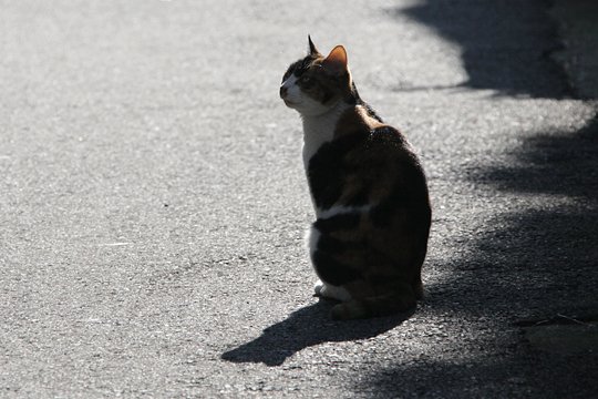 太田区のねこ