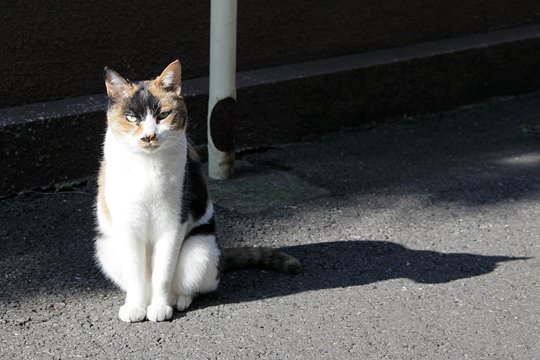 太田区のねこ